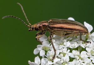 Seidiger Rohrkäfer (Plateumaris sericea), 05.06.2021, Königswinter