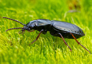 Echter Schulterläufer (Pterostichus oblongopunctatus), 13.10.2022, Gostyn