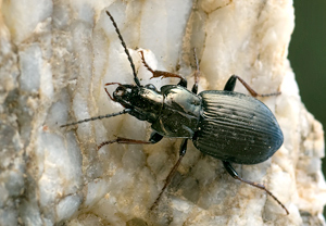 Echter Schulterläufer (Pterostichus oblongopunctatus) – Foto 1