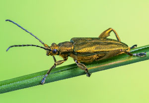 Goldener Schilfkäfer (Donacia bicolora), 09.10.2023, Wyry