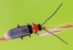 Silis ruficollis