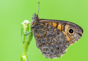 Mauerfuchs (Lasiommata megera), 27.05.2014, Wyry