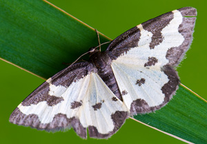 Vogelschmeiß-Spanner (Lomaspilis marginata), Wyry