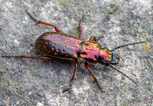 Pterostichus pilosus, 15.07.2020, Babia Góra