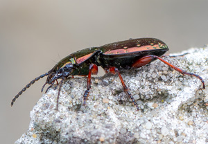 Pterostichus pilosus, 15.07.2020, Babia Góra