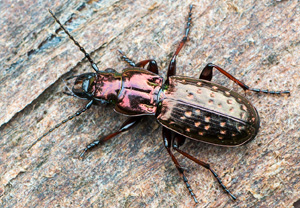 Pterostichus pilosus, Zakopane