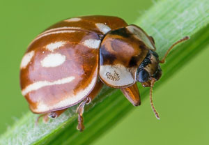 Gestreifter Marienkäfer (Myzia oblongoguttata), 06.06.2014, Zakopane