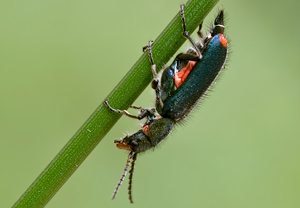 Zweifleckiger Zipfelkäfer (Malachius bipustulatus) &ndash; Foto 2