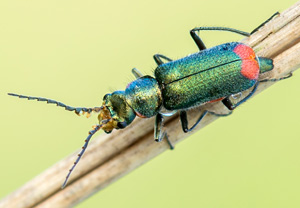 Zweifleckiger Zipfelkäfer (Malachius bipustulatus), 18.04.2014