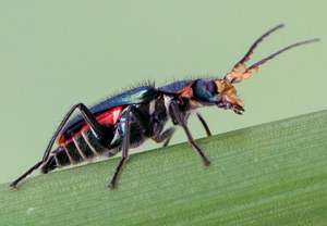 Zweifleckiger Zipfelkäfer (Malachius bipustulatus), 20.05.2013