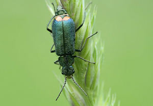Zweifleckiger Zipfelkäfer (Malachius bipustulatus)