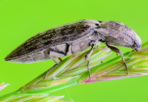 Feuchtwiesen-Schnellkäfer (Actenicerus sjaelandicus), Zakopane