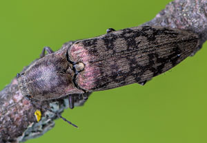 Feuchtwiesen-Schnellkäfer (Actenicerus sjaelandicus), 13.05.2021, Geilenkirchen, Teverener Heide