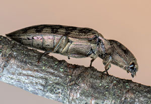 Feuchtwiesen-Schnellkäfer (Actenicerus sjaelandicus), 13.05.2021, Geilenkirchen, Teverener Heide