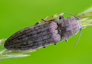 Feuchtwiesen-Schnellkäfer (Actenicerus sjaelandicus), Zakopane