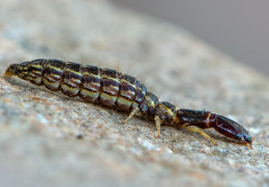 Gefleckte Kamelhalsfliege (Phaeostigma notata), 28.02.2021, Merten