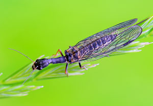 Gefleckte Kamelhalsfliege (Phaeostigma notata), 02.06.2014, Wyry