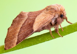 Ringelspinner (Malacosoma neustria), 25.06.2014, Wyry