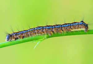 Ringelspinner (Malacosoma neustria), 30.05.2014, Wyry