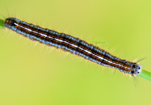 Ringelspinner (Malacosoma neustria), 30.05.2014, Wyry