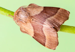 Ringelspinner (Malacosoma neustria)