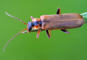 Podabrus alpinus