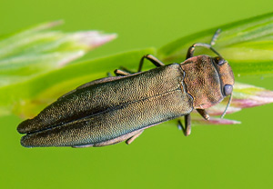 Rotblauer Pappel-Prachtkäfer (Agrilus pratensis), Wyry