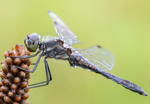 Schwarze Heidelibelle (Sympetrum danae), 16.08.2014