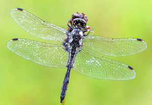 Schwarze Heidelibelle (Sympetrum danae) – Foto 1