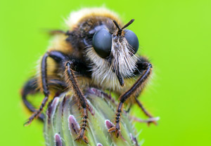 Gelbe Raubfliege (Laphria flava), Wyry