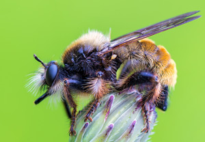 Gelbe Raubfliege (Laphria flava)