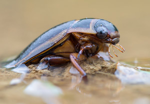 Gelbrandkäfer (Dytiscus marginalis)