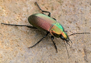 Kupferfarbener Buntgrabläufer (Poecilus cupreus) – Foto 2