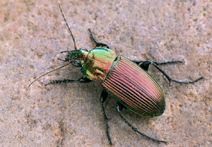 Kupferfarbener Buntgrabläufer (Poecilus cupreus) – Foto 3