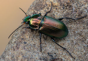 Kupferfarbener Buntgrabläufer (Poecilus cupreus), 19.08.2023, Hürth