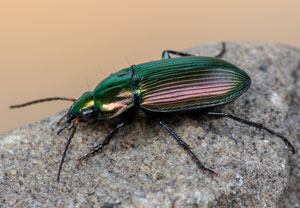 Kupferfarbener Buntgrabläufer (Poecilus cupreus), 19.08.2023, Hürth