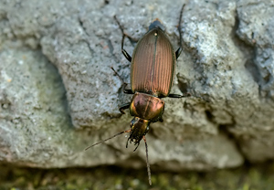 Kupferfarbener Buntgrabläufer (Poecilus cupreus) – Foto 1