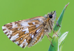 Kleiner Würfel-Dickkopffalter (Pyrgus malvae), 16.05.2015