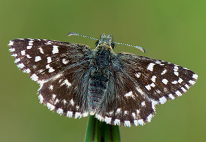 Kleiner Würfel-Dickkopffalter (Pyrgus malvae), 16.05.2015