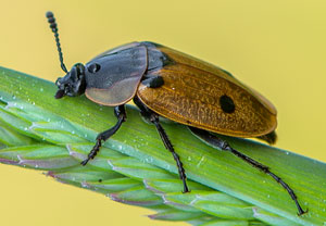 Vierpunktiger Aaskäfer (Dendroxena quadrimaculata), 04.06.2015, Troisdorf