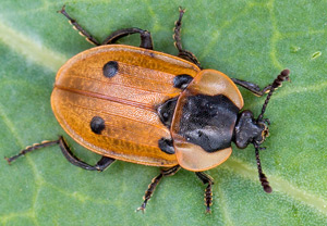 Vierpunktiger Aaskäfer (Dendroxena quadrimaculata) – Foto 1