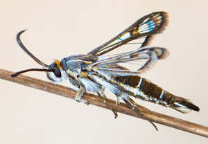 Pyropteron hispanica, 02.07.2015