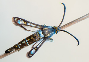 - (Pyropteron hispanica)
