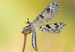 Riesen-Ameisenjungfer (Palpares libelluloides), 30.06.2015