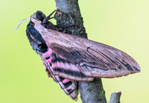 Ligusterschwärmer (Sphinx ligustri), 11.08.2016