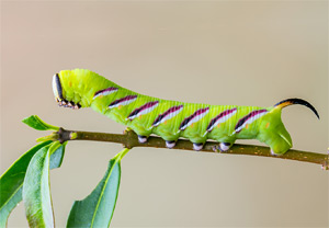 Ligusterschwärmer (Sphinx ligustri), 28.08.2015