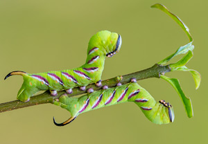 Ligusterschwärmer (Sphinx ligustri), 28.08.2015