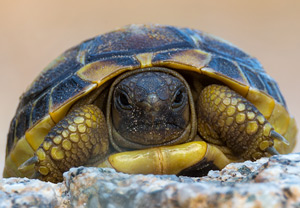 Griechische Landschildkröte (Testudo hermanni), 03.07.2015