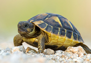 Griechische Landschildkröte (Testudo hermanni)