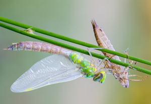 Große Königslibelle (Anax imperator) &ndash; Foto 1